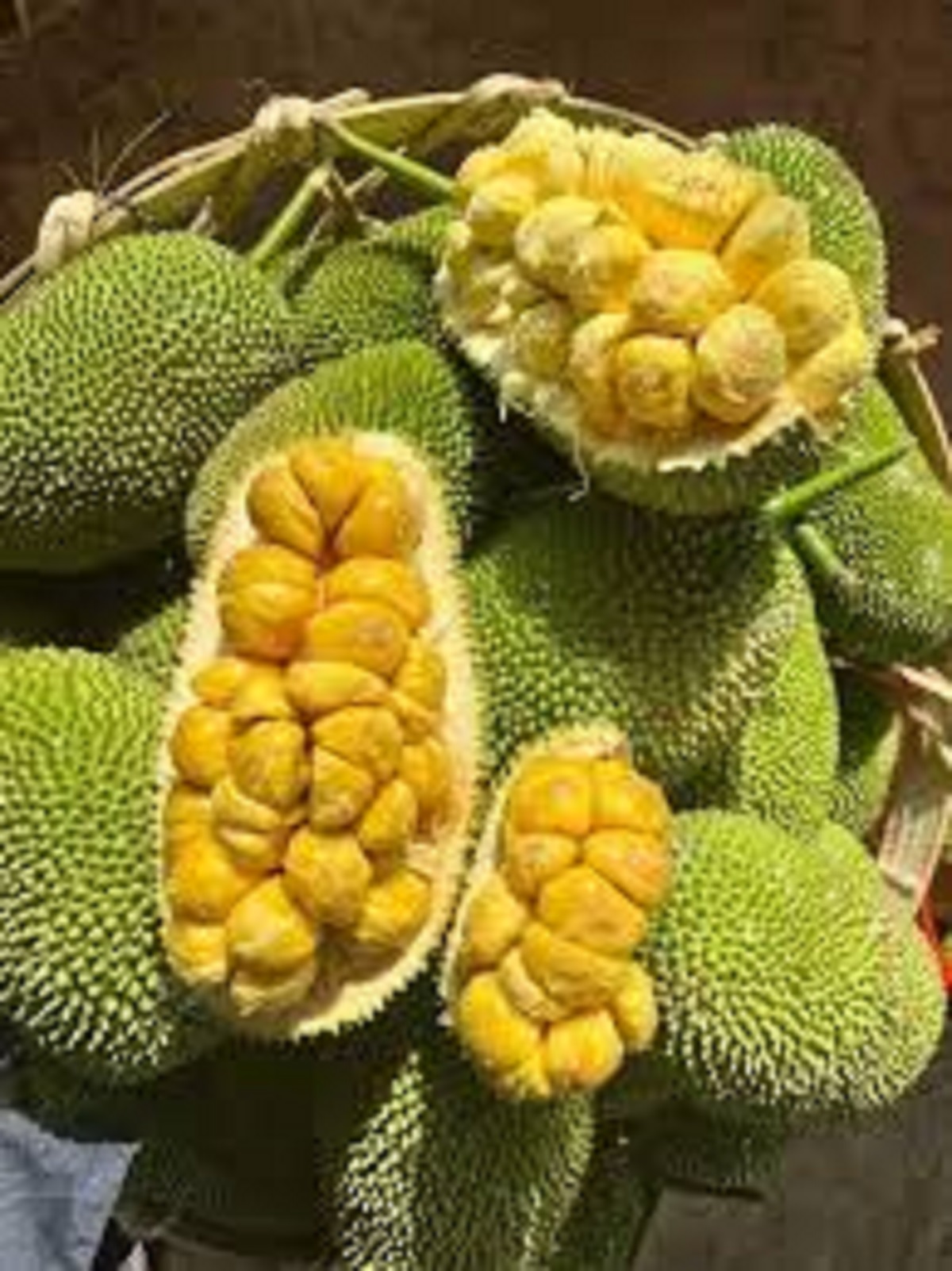 Mít tố nữ hương sầu riêng - Hữu Nghị Cây Giống